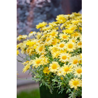 Argyranthemum pac® Day-Zee® Yellow / Chryzantémovka, bal. 6 ks, 6xK7