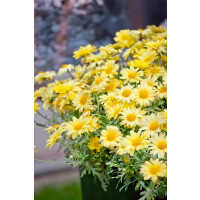 Argyranthemum pac® Day-Zee® Yellow / Chryzantémovka, bal. 6 ks sadbovačov
