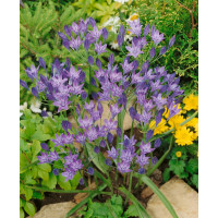 Triteleia ´Corrina´ / Triteleja, bal. 25 ks, 5/6