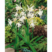 Hymenocallis Ismene festalis / Isména biela, 16/+