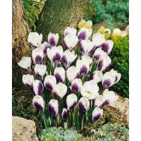 Crocus ´Prins Claus´ / Botanický šafran, bal. 15 ks, 5/7