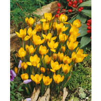 Crocus ´Fuscotinctus´ / Botanický šafran, bal. 15 ks, 5/+