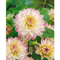 Dahlia ´Crazy Love´ / Georgína, I.