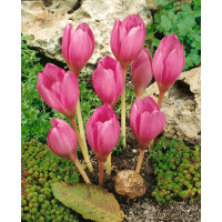 Colchicum ´The Giant´ / Jesienka, 20/22