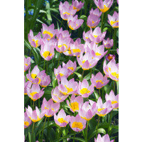 Tulipa ´Bakeri Lilac Wonder´ / Tulipán, bal. 10 ks, 6/+