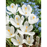 Crocus ´Jeanne d´Arc´ / Veľkokvetý šafran, bal. 10 ks, 8/9