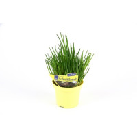 Allium schoenoprasum / Cesnak pažítkový / Pažítka, K9