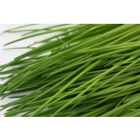 Allium schoenoprasum / Cesnak pažítkový / Pažítka, K9