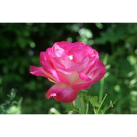 Rosa ´Gaumo´ / Ruža čajohybrid bielo-ružová, krík, BK