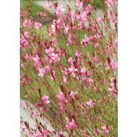 Gaura lindheimeri 'Geyser Pink' / Gaura, C1,5