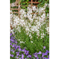 Gaura lindheimeri ´Gambit® Compact White´ / Gaura, sviečkovec, K9