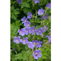 Geranium himalayense ´Johnson's Blue´  - Pakost, K9