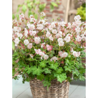 Geranium x hybridum ˇSt. Ola´ / Pakost, K9