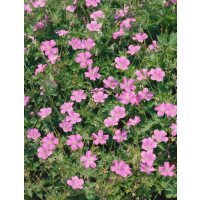 Geranium oxonianum ´Rödbylund´ / Pakost , K9