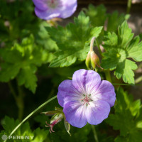 Geranium 'Rozanne' ® / Pakost, K9