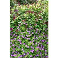 Geranium sanguineum ´ Vision´ / Pakost krvavý, K9