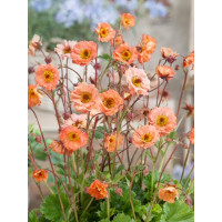 Geum ´Mai Tai´ / Kuklík potočný, K9