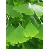 Ginkgo biloba / Ginko dvojlaločné, 30-40 cm, K12