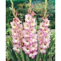Gladiolus ´Priscilla´ / Mečík, bal. 10 ks, 12/14