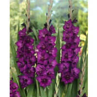 Gladiolus ´Purple Flora´ / Mečík, bal. 10 ks, 12/14