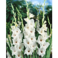 Gladiolus ´White Prosperity´/ Mečík, bal. 5 ks, 12/14