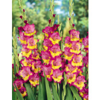 Gladiolus ´Far West´ / Mečík, bal. 7 ks, 12/14