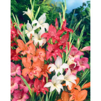Gladiolus nanus mix / Zmes trpasličích mečíkov, bal. 10 ks, 8/9
