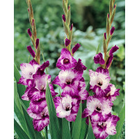 Gladiolus ´Passos´ / Mečík, bal. 7 ks, 12/14