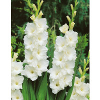 Gladiolus ´Speed Date´ / Mečík, bal. 5 ks, 12/14