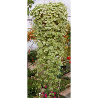 Glechoma hederifolia ´Variegata´ / Glechoma / Zádušník brečtanovitý, bal. 3 ks, 3x K7