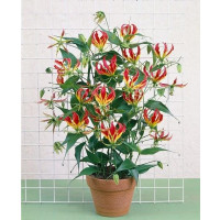 Gloriosa rotschildiana / Glorióza, bal. 5 s