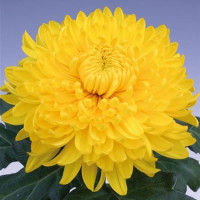 Dendranthema x indicum / Chrysanthemum ´Golden Alex Bedser´/ Chryzantéma, K9