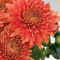 Dendranthema x indicum / Chrysanthemum ´Gompie Red´/ Chryzantéma, K9