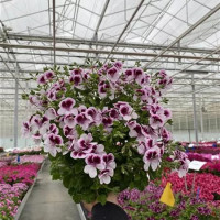 Pelargonium spec. Grandeur® Odorata Citrus Floral  / Muškát voňavý, K7