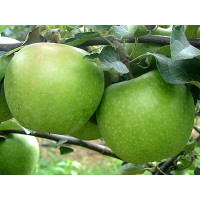Malus domestica ´Granny Smith´ / Jabloň zimná, M9