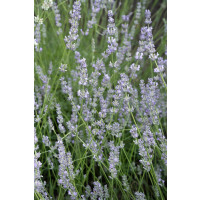 Lavandula angustifolia ´Grappenhall´ / Levanduľa úzkolistá, K9