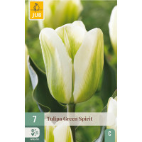 Tulipa ´Green Spirit´ / Tulipán, bal. 7 ks, 11/12
