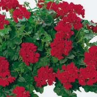 Pelargonium pelt. Happy Face® Velvet Red® / Muškát previsnutý, bal. 3 ks, 3xK7