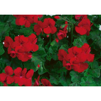 Pelargonium pelt. Happy Face® Red® / Muškát previsnutý, bal. 6 ks, 6xK7