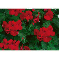 Pelargonium pelt. Happy Face® Velvet Red® / Muškát previsnutý, bal. 6 ks, 6x K7
