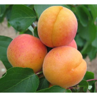 Prunus armeniaca ´Hargrand´ / Marhuľa, myr.