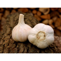 Allium sativum ´Havel´ / Sadbový cesnak, bal. 3 hlavičiek, 125 g