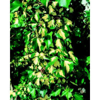 Hedera helix ´Gold Heart´ / Brečtan, 20 - 30 cm, K9