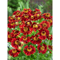 Helenium bigelovii ´Rubinzwerg´ / Helénium, C1,5