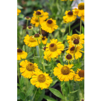 Helenium ´Carmen®´ / Helénium, C1