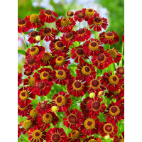 Helenium bigelovii ´Ruby Tuesday´ / Helénium, C1,5