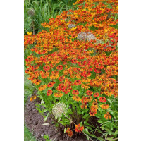 Helenium ´Waltraut´´ / Helénium , K9