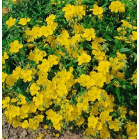 Helianthemum hybrida ´Golden Queen´ / Devätorník hybridný, K9