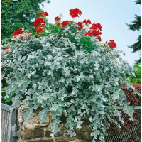 Helichrysum petiolare ´Silver Super Compact´ / Helichrysum, bal. 6 ks, 6x K7