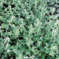 Helichrysum petiolare ´Silver Super Compact´ / Helichrysum, bal. 3 ks, 3x K7